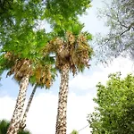 La Casa Verde