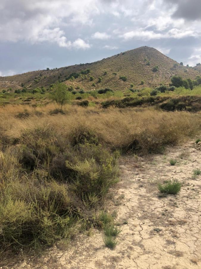 La Jacinta * Murcia